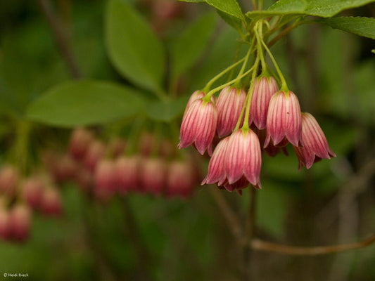 Enkianthus campanulatus 'Red Bells' - Herrenkamper Gärten - Pflanzenraritäten