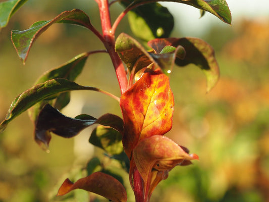 Enkianthus campanulatus 'Sinsetu' - Herrenkamper Gärten - Pflanzenraritäten