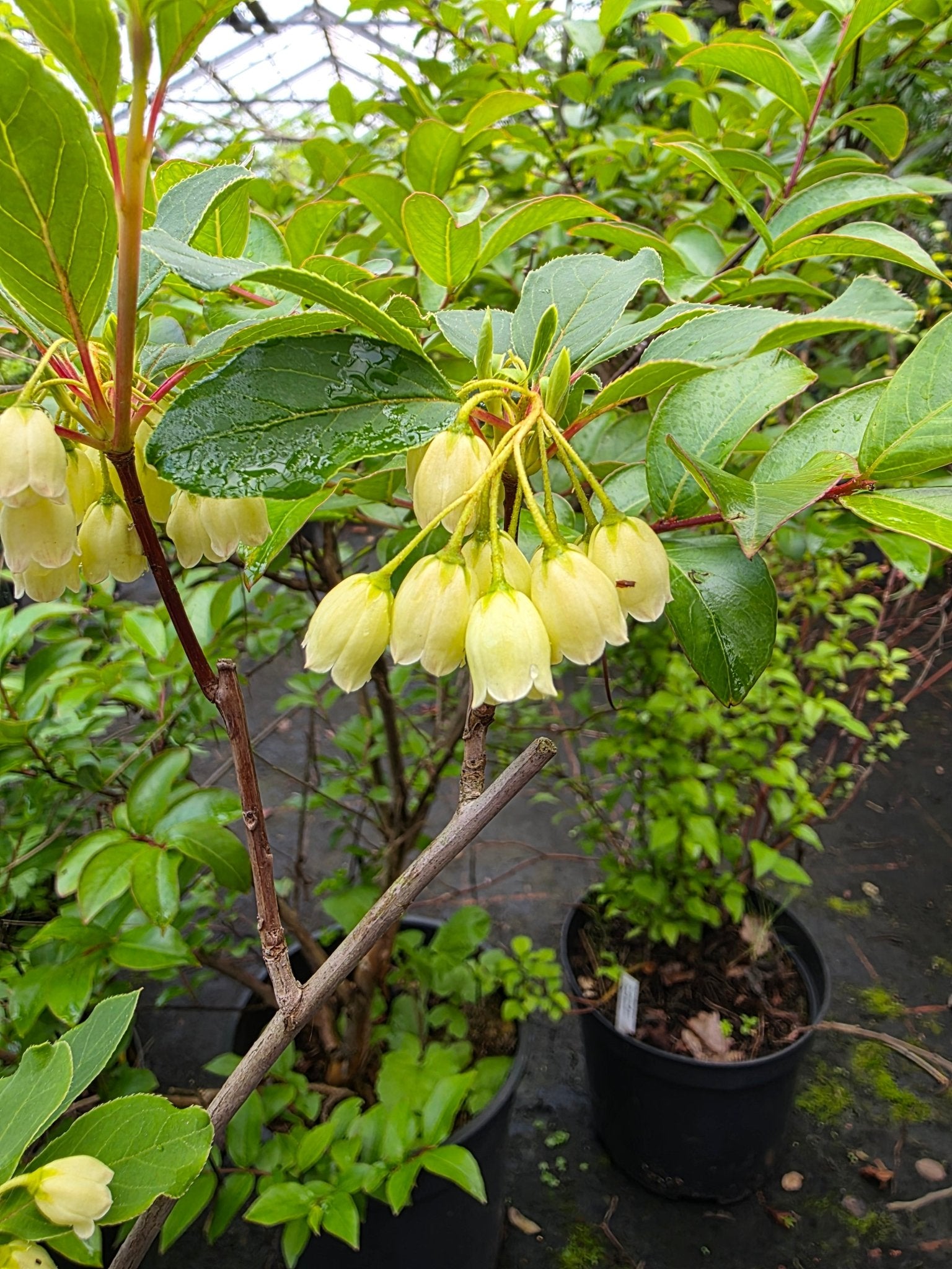 Enkianthus campanulatus 'Sinsetu' - Herrenkamper Gärten - Pflanzenraritäten