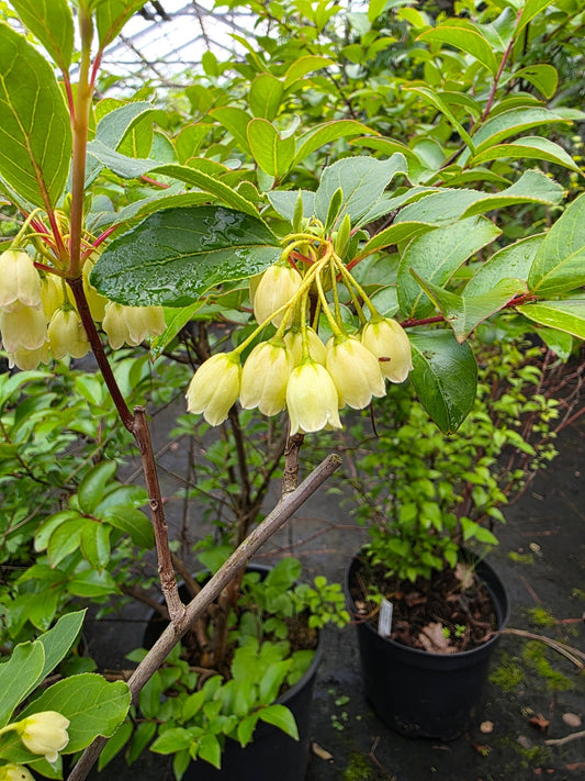 Enkianthus campanulatus 'Sinsetu' - Herrenkamper Gärten - Pflanzenraritäten