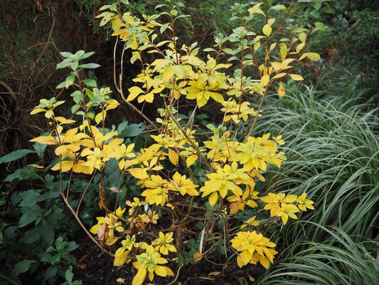 Enkianthus campanulatus var. palibinii - Herrenkamper Gärten - Pflanzenraritäten