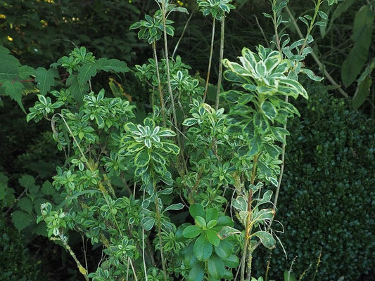 Enkianthus campanulatus 'Variegata' - Herrenkamper Gärten - Pflanzenraritäten