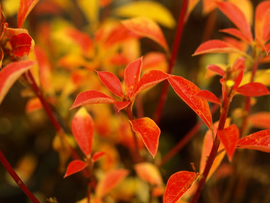 Enkianthus campanulatus 'Venus' - Herrenkamper Gärten - Pflanzenraritäten