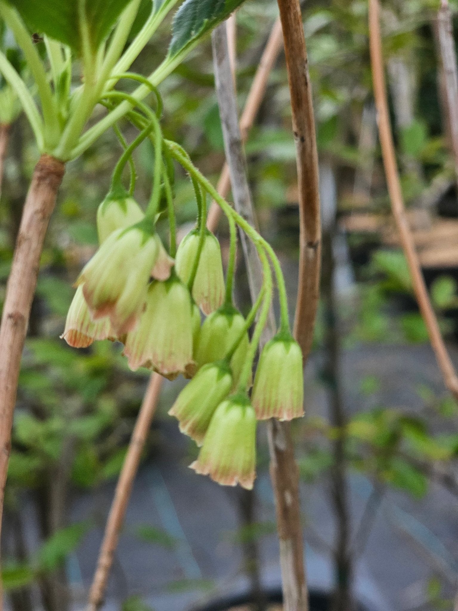 Enkianthus campanulatus 'Vesta' - Herrenkamper Gärten - Pflanzenraritäten