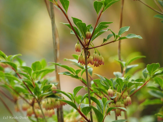 Enkianthus campanulatus 'Victoria' - Herrenkamper Gärten - Pflanzenraritäten