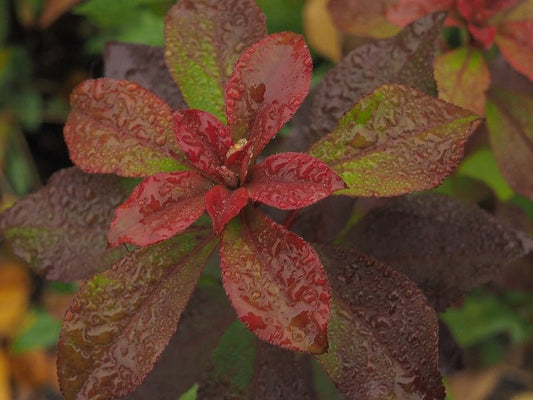 Enkianthus cernuus 'Rubens' - Herrenkamper Gärten - Pflanzenraritäten