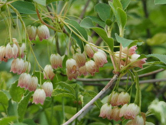 Enkianthus chinensis - Herrenkamper Gärten - Pflanzenraritäten