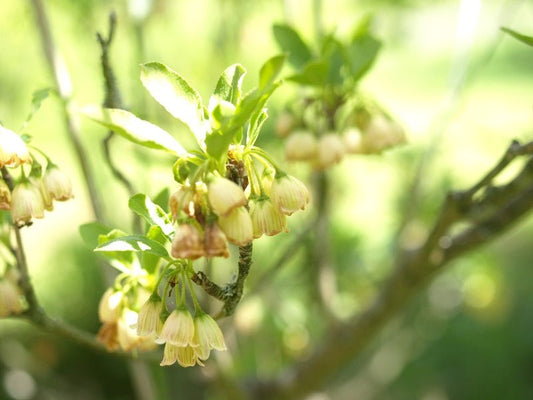 Enkianthus deflexus - Herrenkamper Gärten - Pflanzenraritäten