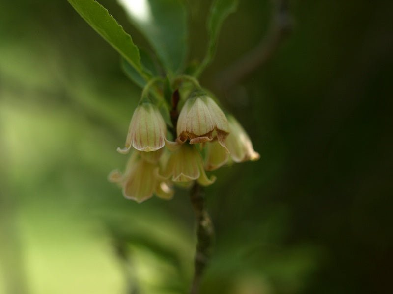 Enkianthus deflexus - Herrenkamper Gärten - Pflanzenraritäten