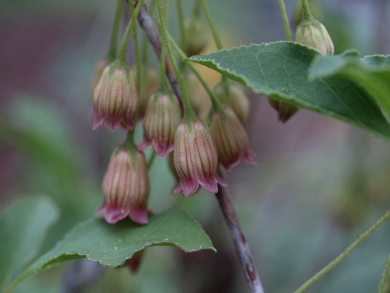 Enkianthus deflexus - Herrenkamper Gärten - Pflanzenraritäten