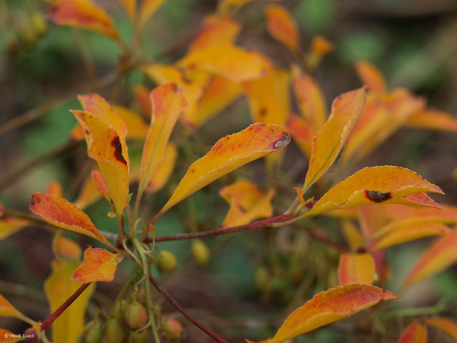 Enkianthus deflexus - Herrenkamper Gärten - Pflanzenraritäten