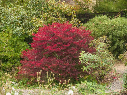 Enkianthus perulatus - Herrenkamper Gärten - Pflanzenraritäten