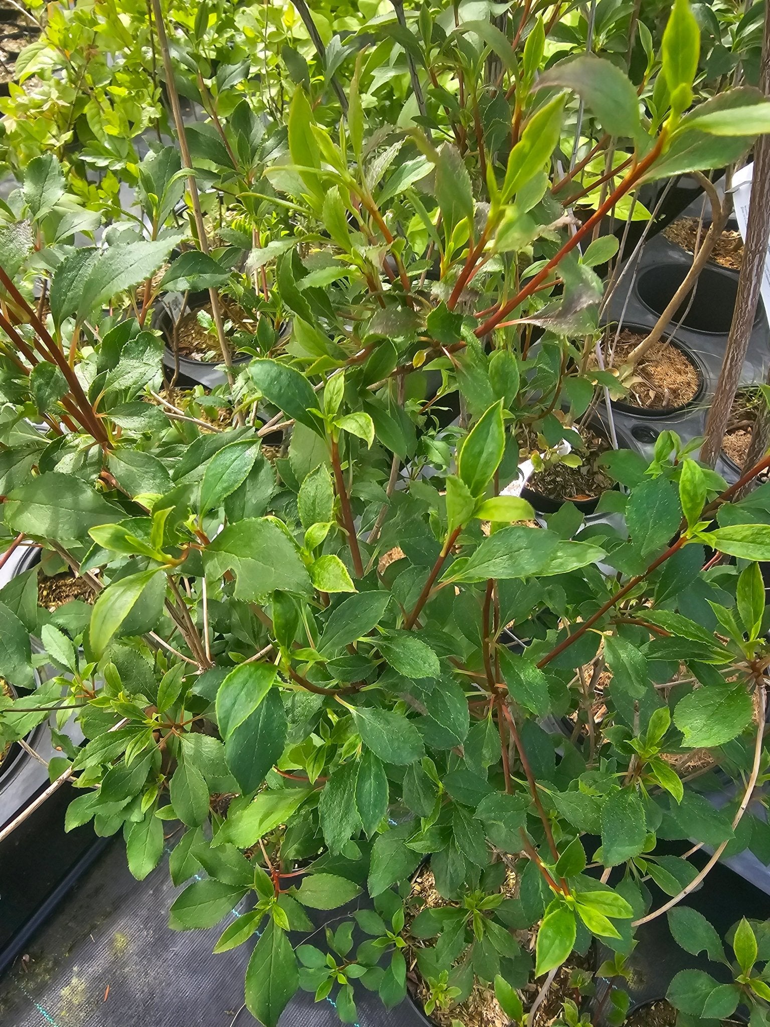 Enkianthus sikokianus - Herrenkamper Gärten - Pflanzenraritäten