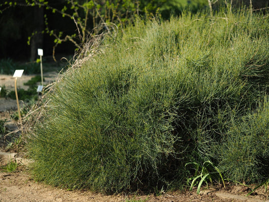 Ephedra monosperma - Herrenkamper Gärten - Pflanzenraritäten