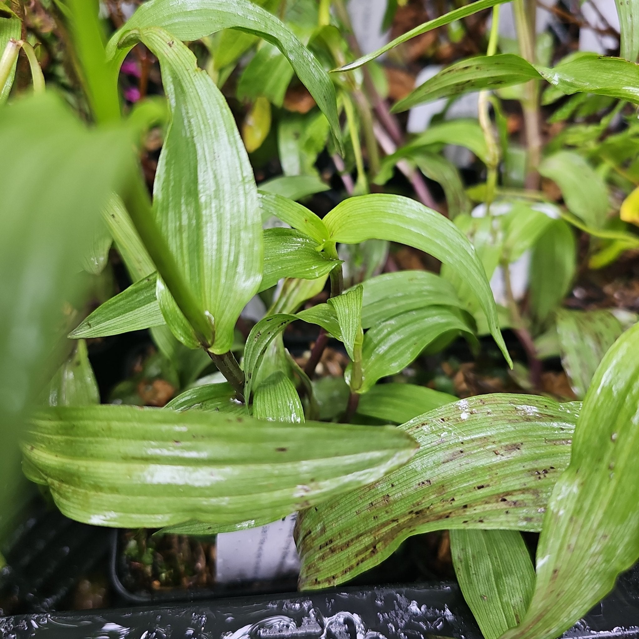 Epipactis palustris - Herrenkamper Gärten - Pflanzenraritäten