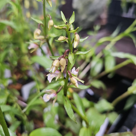 Epipactis palustris - Herrenkamper Gärten - Pflanzenraritäten