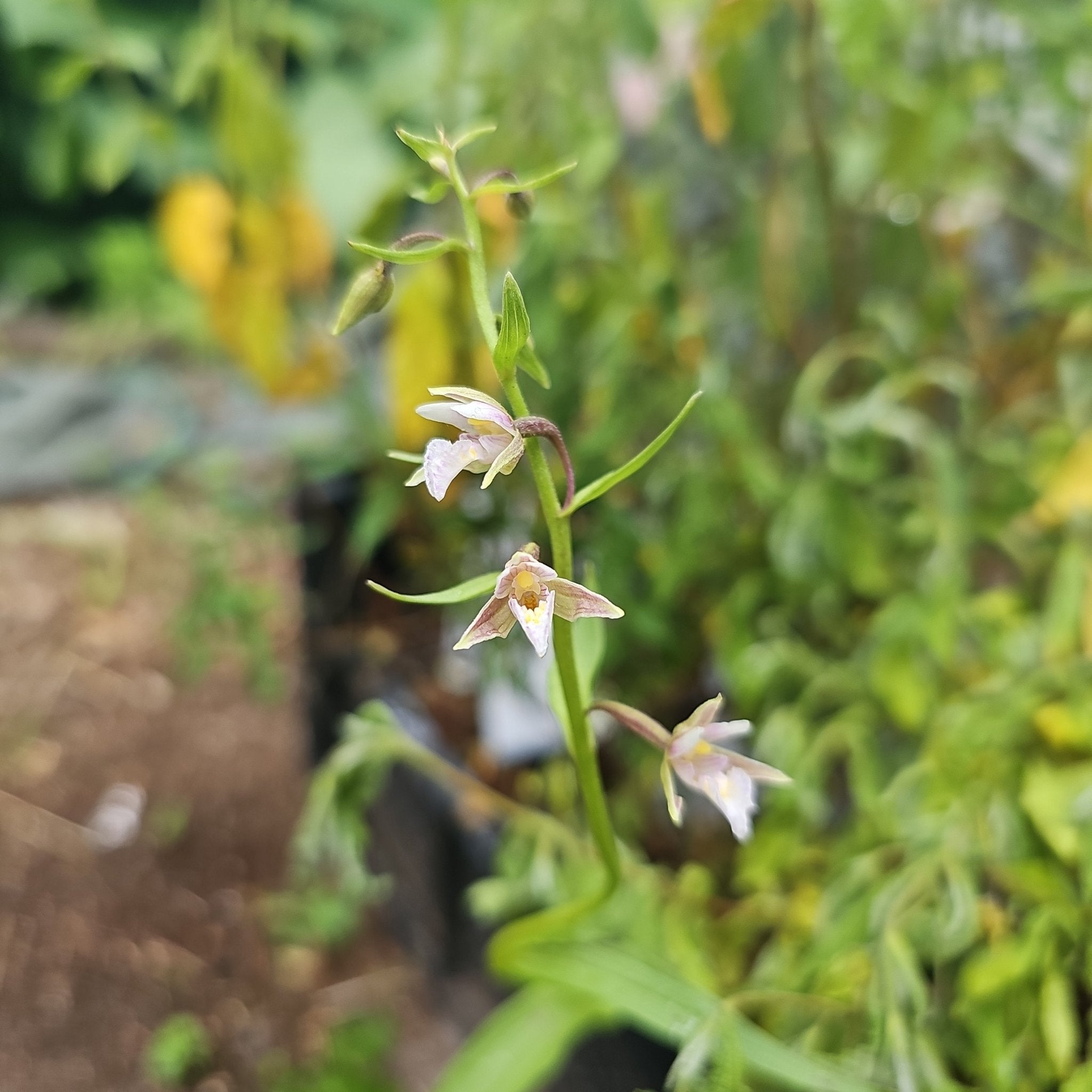 Epipactis palustris - Herrenkamper Gärten - Pflanzenraritäten