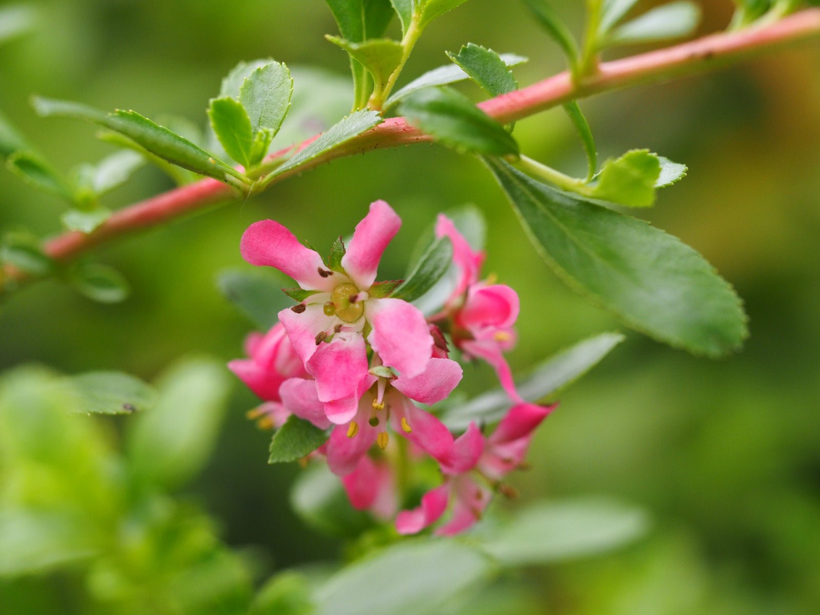 Escallonia 'Dart's Rosyred' - Herrenkamper Gärten - Pflanzenraritäten