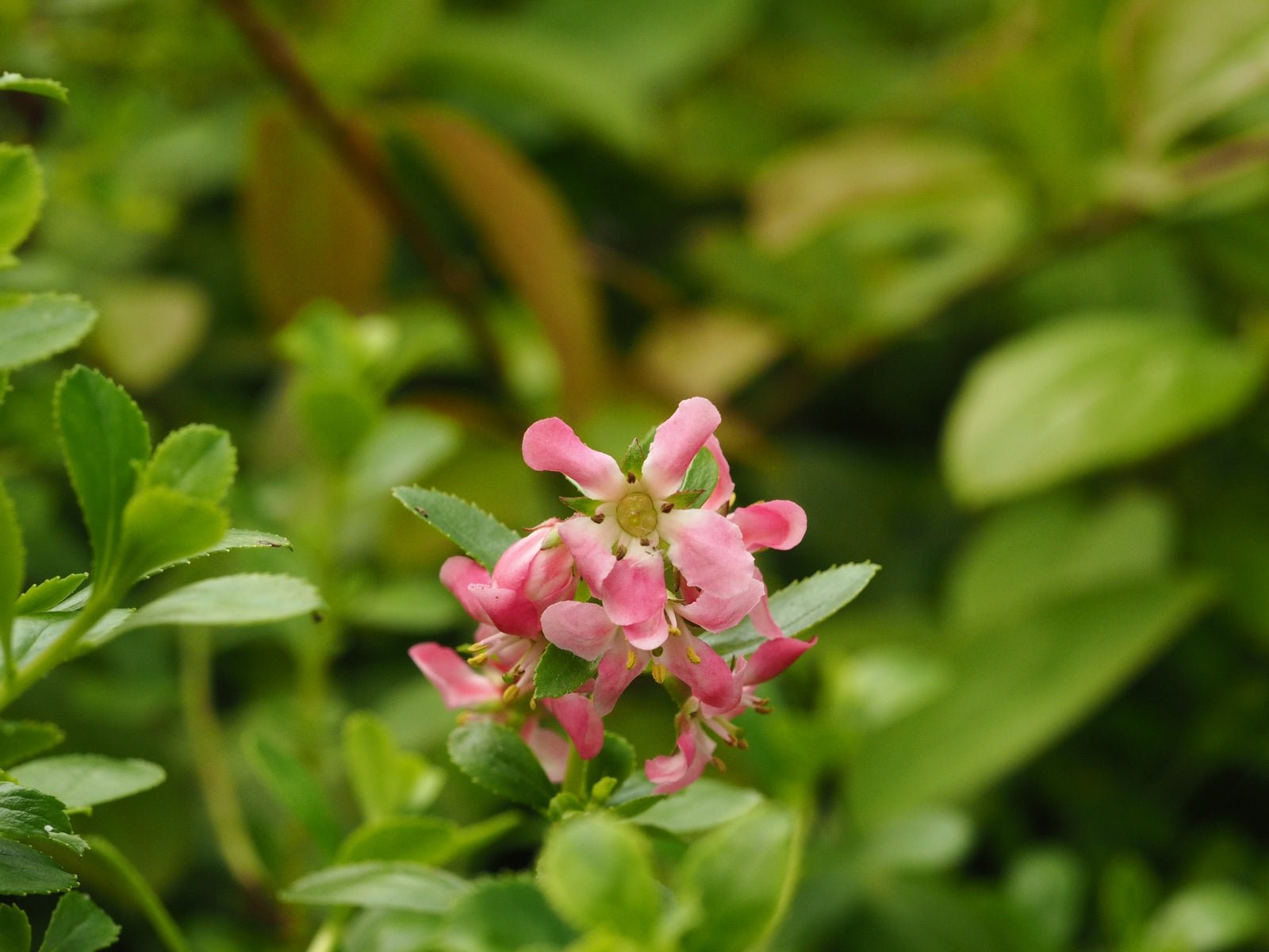 Escallonia 'Dart's Rosyred' - Herrenkamper Gärten - Pflanzenraritäten