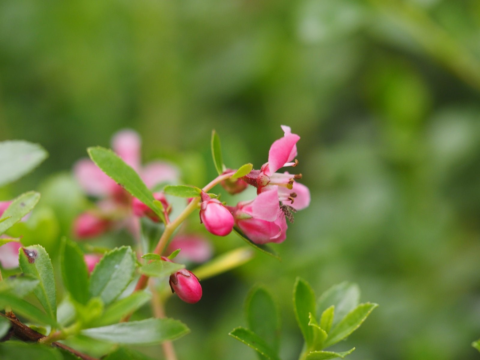 Escallonia 'Dart's Rosyred' - Herrenkamper Gärten - Pflanzenraritäten