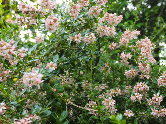 Escallonia 'Donard's Seedling' - Herrenkamper Gärten - Pflanzenraritäten