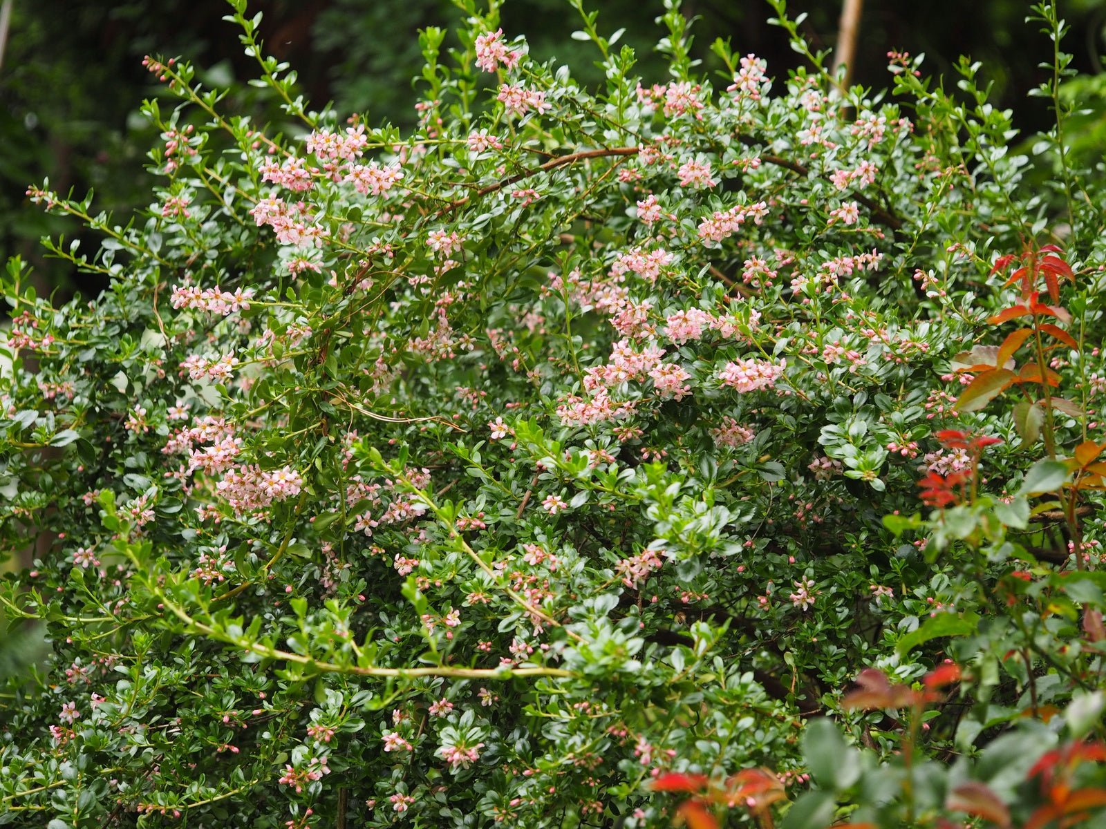 Escallonia 'Donard's Seedling' - Herrenkamper Gärten - Pflanzenraritäten