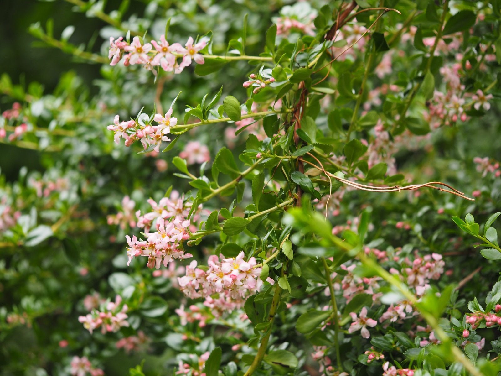 Escallonia 'Donard's Seedling' - Herrenkamper Gärten - Pflanzenraritäten