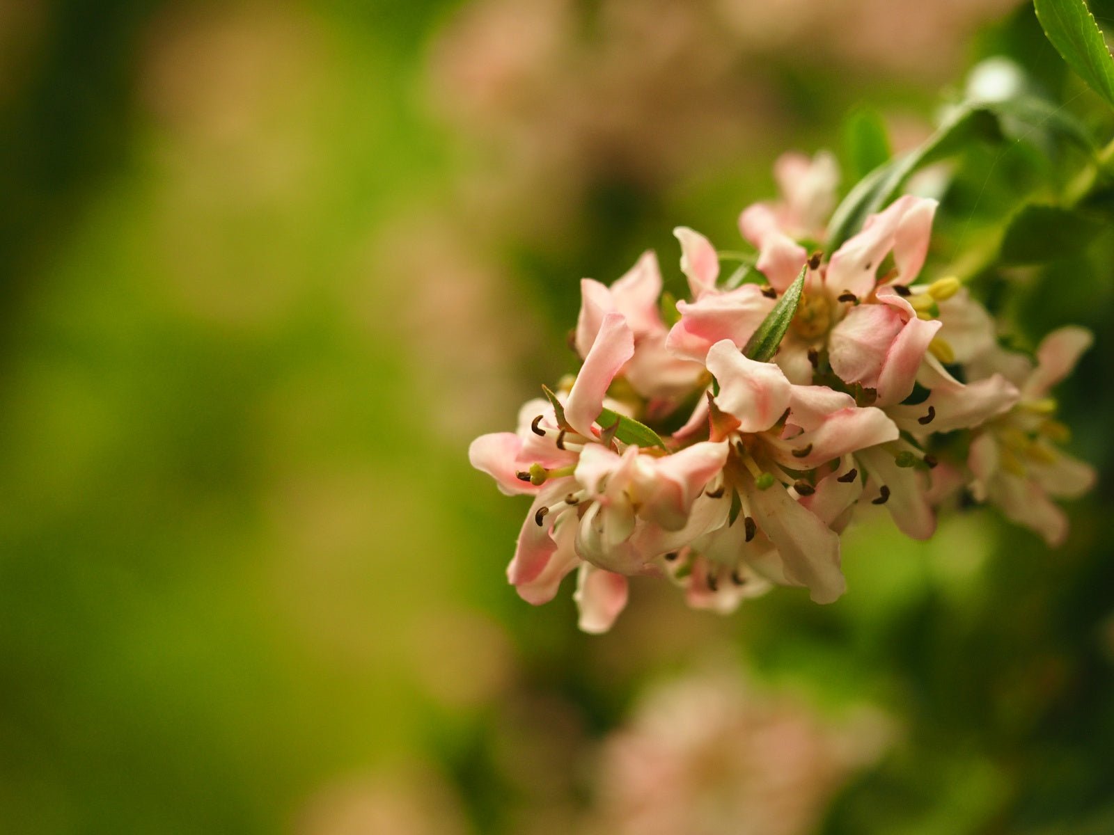 Escallonia 'Donard's Seedling' - Herrenkamper Gärten - Pflanzenraritäten