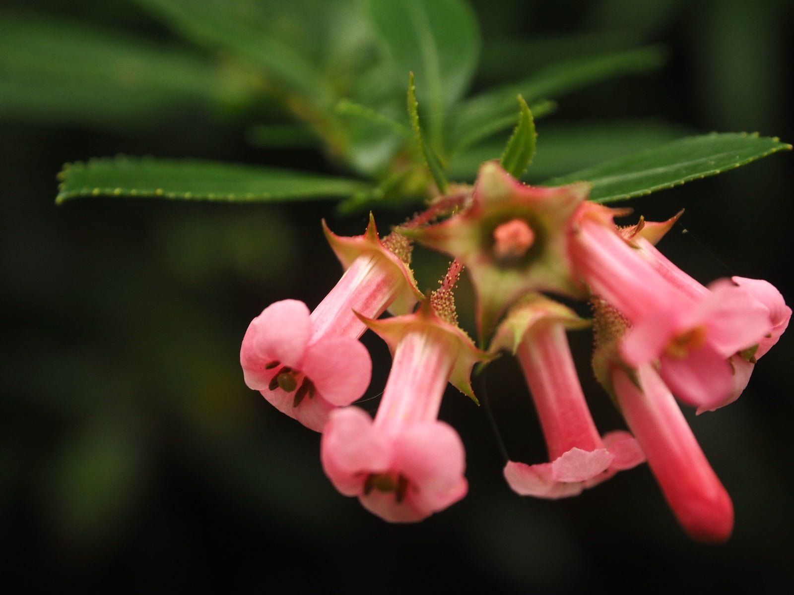 Escallonia 'Red Dreams' - Herrenkamper Gärten - Pflanzenraritäten