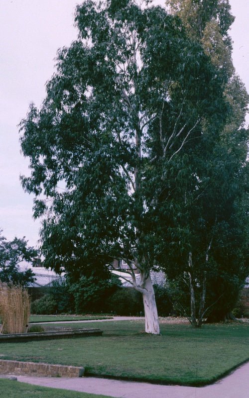 Eucalyptus dalrympleyana - Herrenkamper Gärten - Pflanzenraritäten