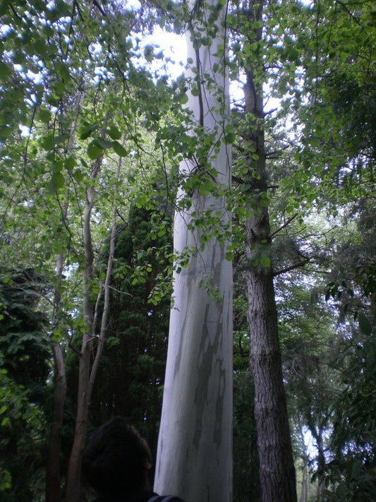 Eucalyptus dalrympleyana - Herrenkamper Gärten - Pflanzenraritäten