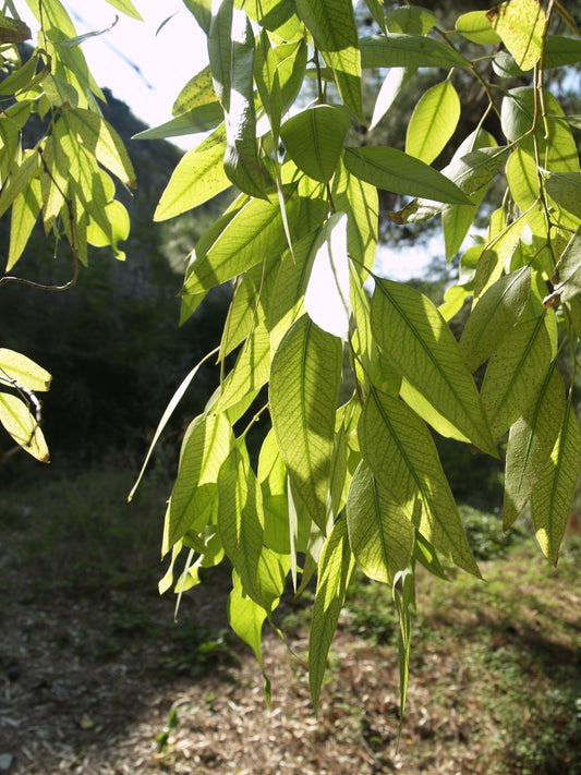 Eucalyptus stellulata - Herrenkamper Gärten - Pflanzenraritäten