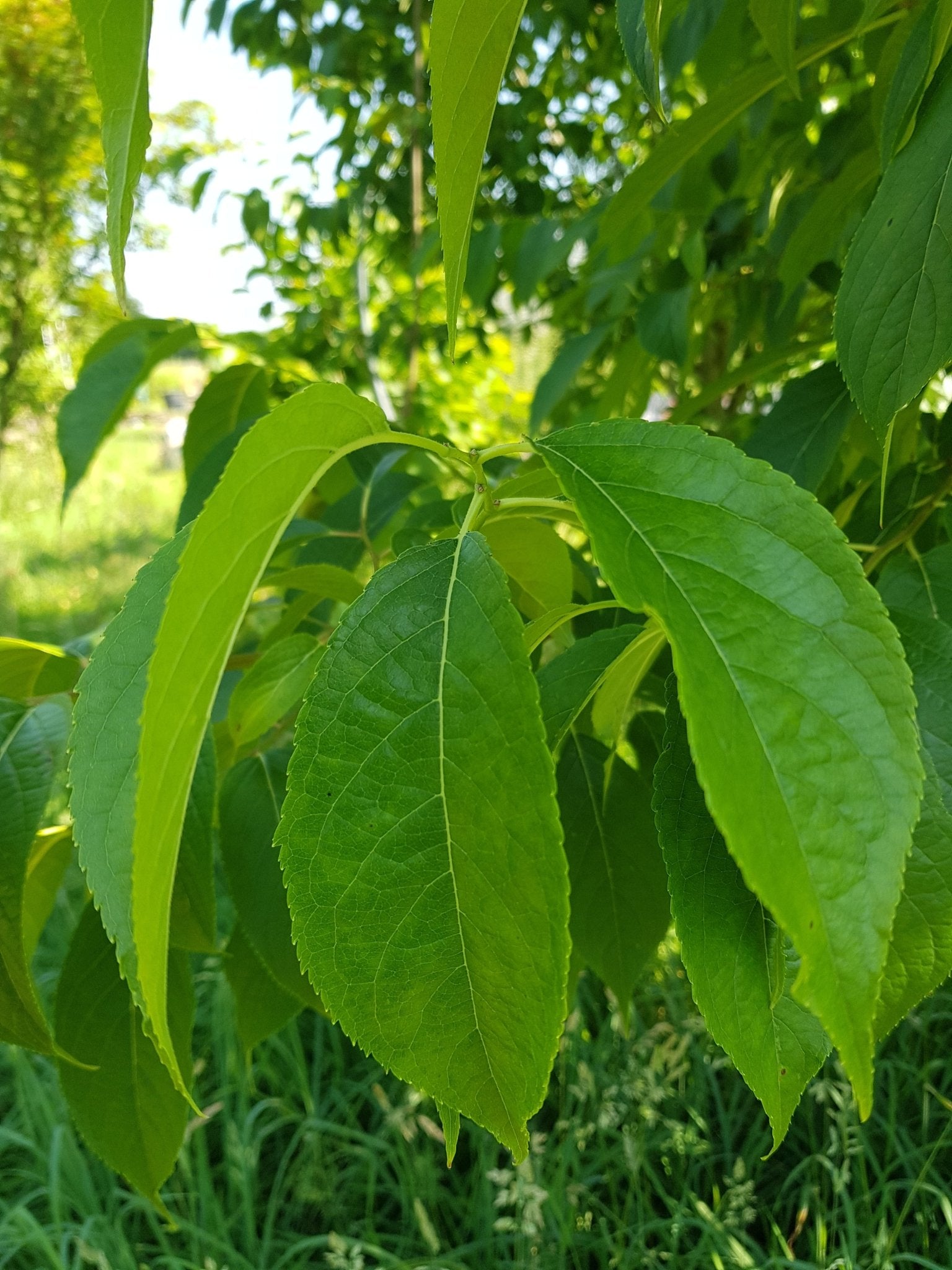 Eucommia ulmoides - Herrenkamper Gärten - Pflanzenraritäten