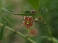 Euonymus cornutus var. quinquecornutus - Herrenkamper Gärten - Pflanzenraritäten