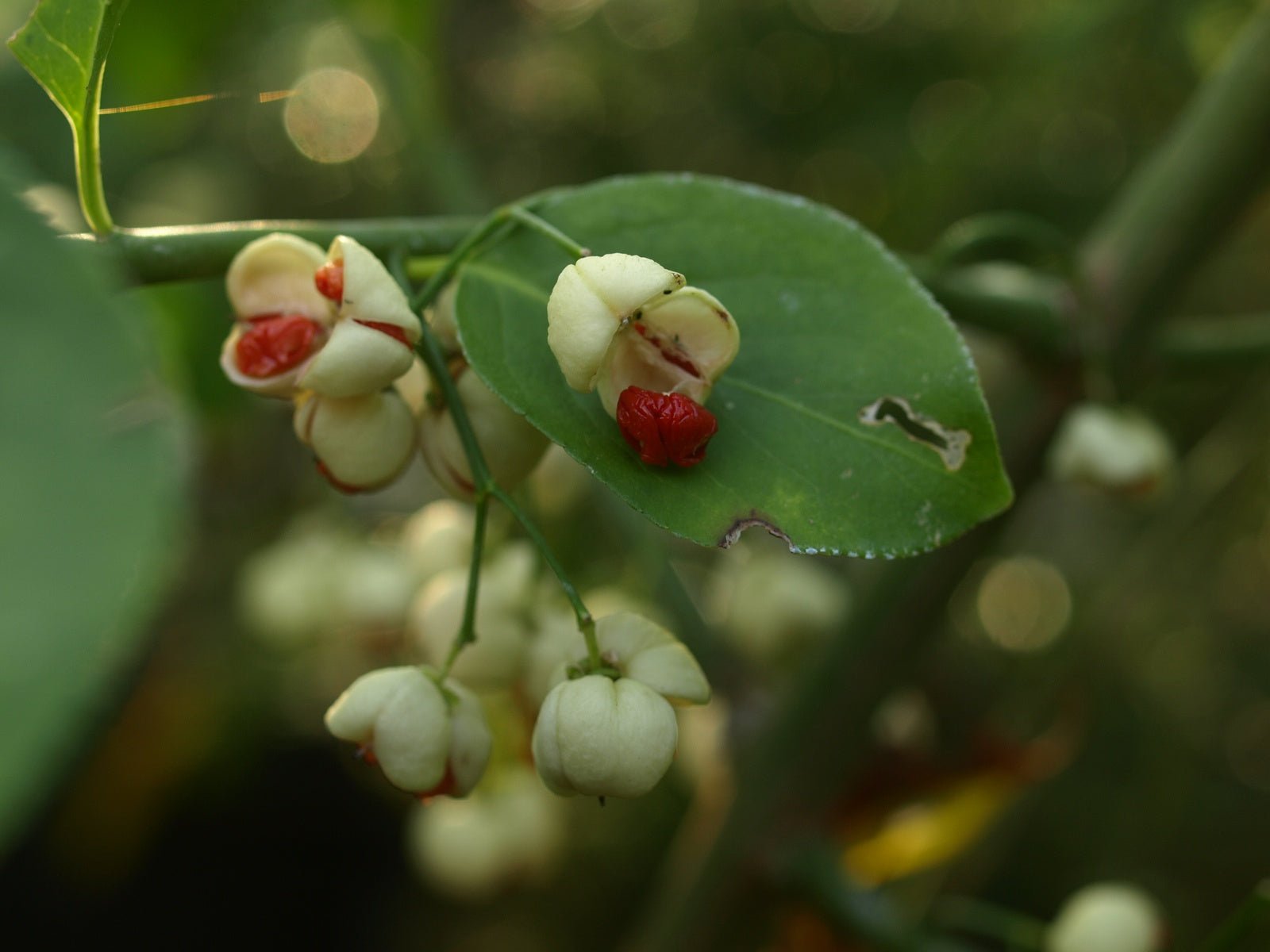 Euonymus hamiltonianus 'Koi Boy' - Herrenkamper Gärten - Pflanzenraritäten