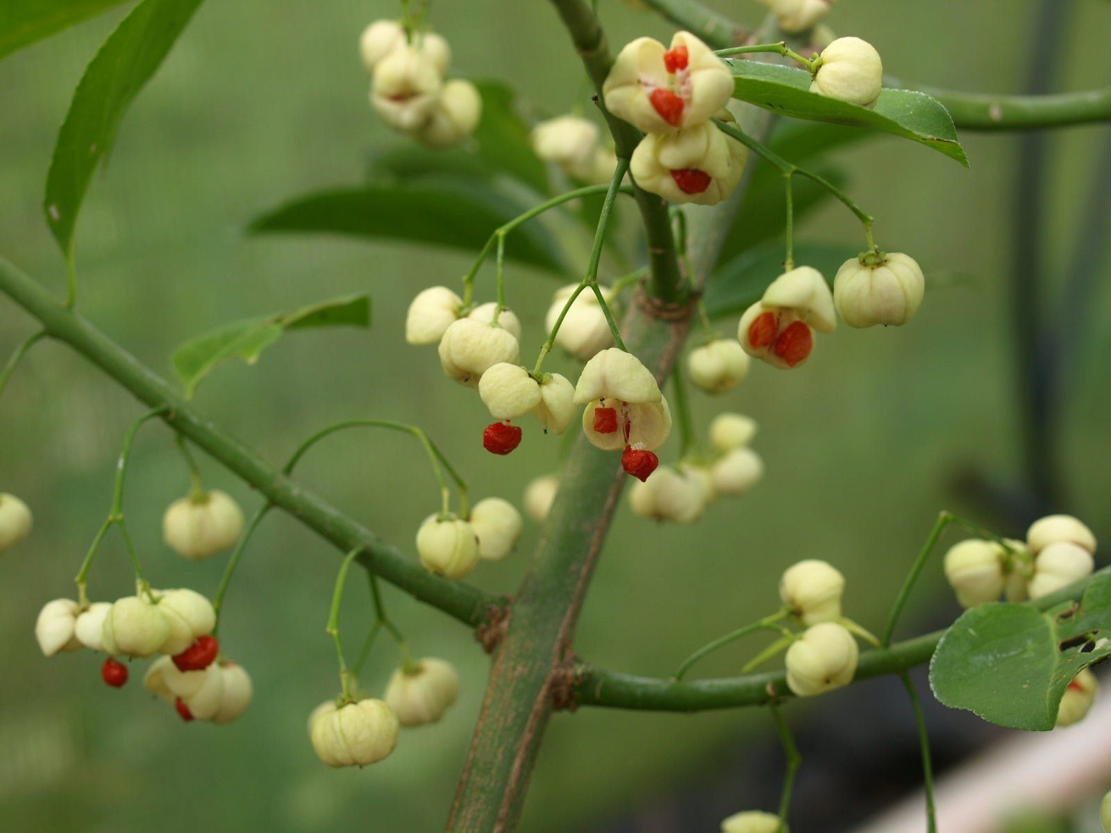 Euonymus hamiltonianus 'Koi Boy' - Herrenkamper Gärten - Pflanzenraritäten