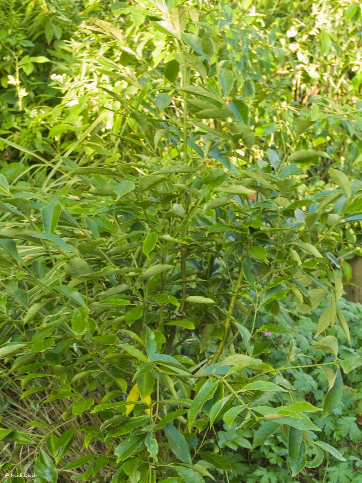 Euonymus myrianthus - Herrenkamper Gärten - Pflanzenraritäten