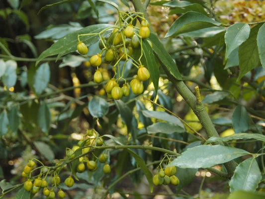 Euonymus myrianthus - Herrenkamper Gärten - Pflanzenraritäten