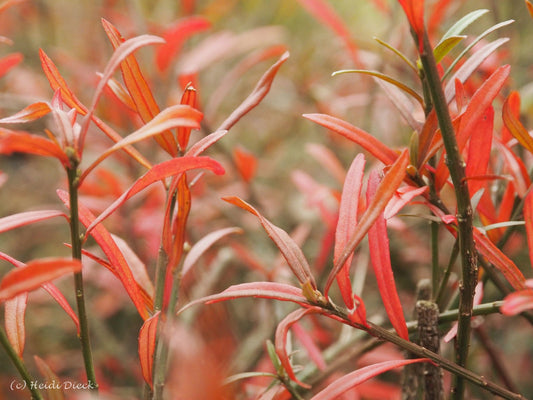 Euonymus nanus var. turkestanicus - Herrenkamper Gärten - Pflanzenraritäten