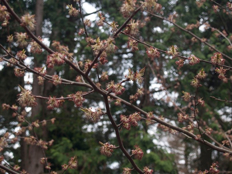 Euptelea pleiosperma - Herrenkamper Gärten - Pflanzenraritäten