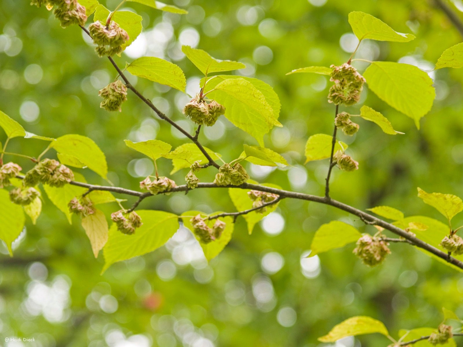 Euptelea pleiosperma - Herrenkamper Gärten - Pflanzenraritäten