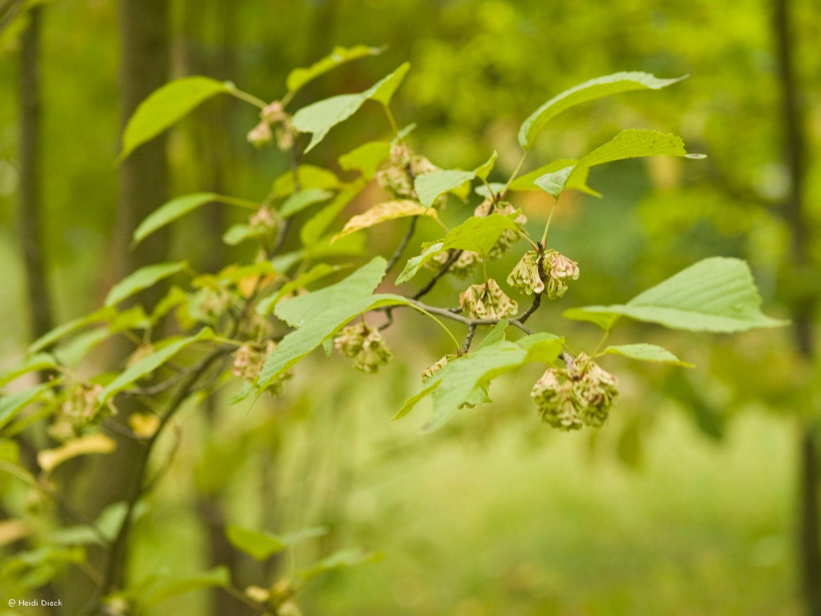 Euptelea pleiosperma - Herrenkamper Gärten - Pflanzenraritäten