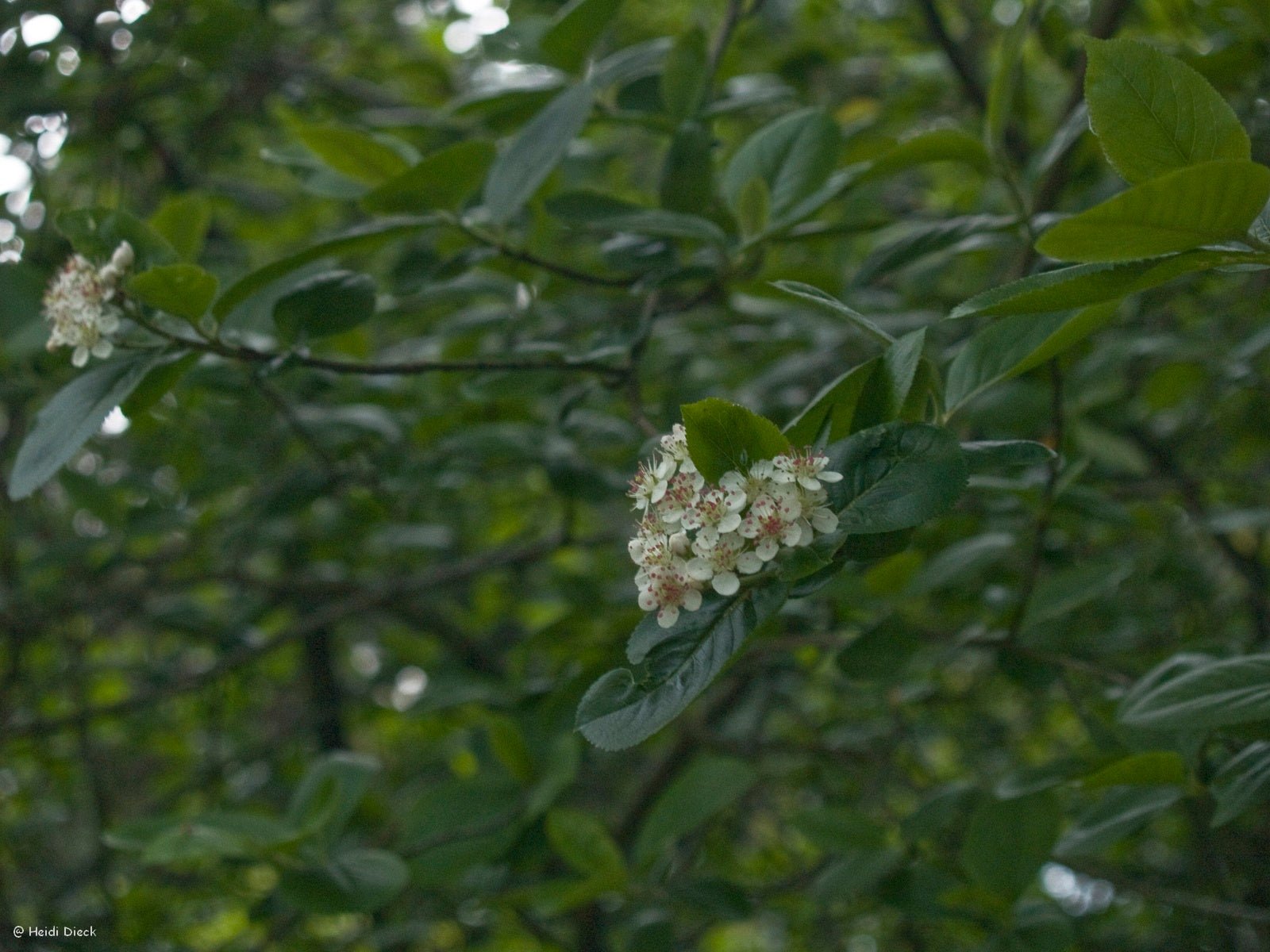 Euptelea pleiosperma - Herrenkamper Gärten - Pflanzenraritäten