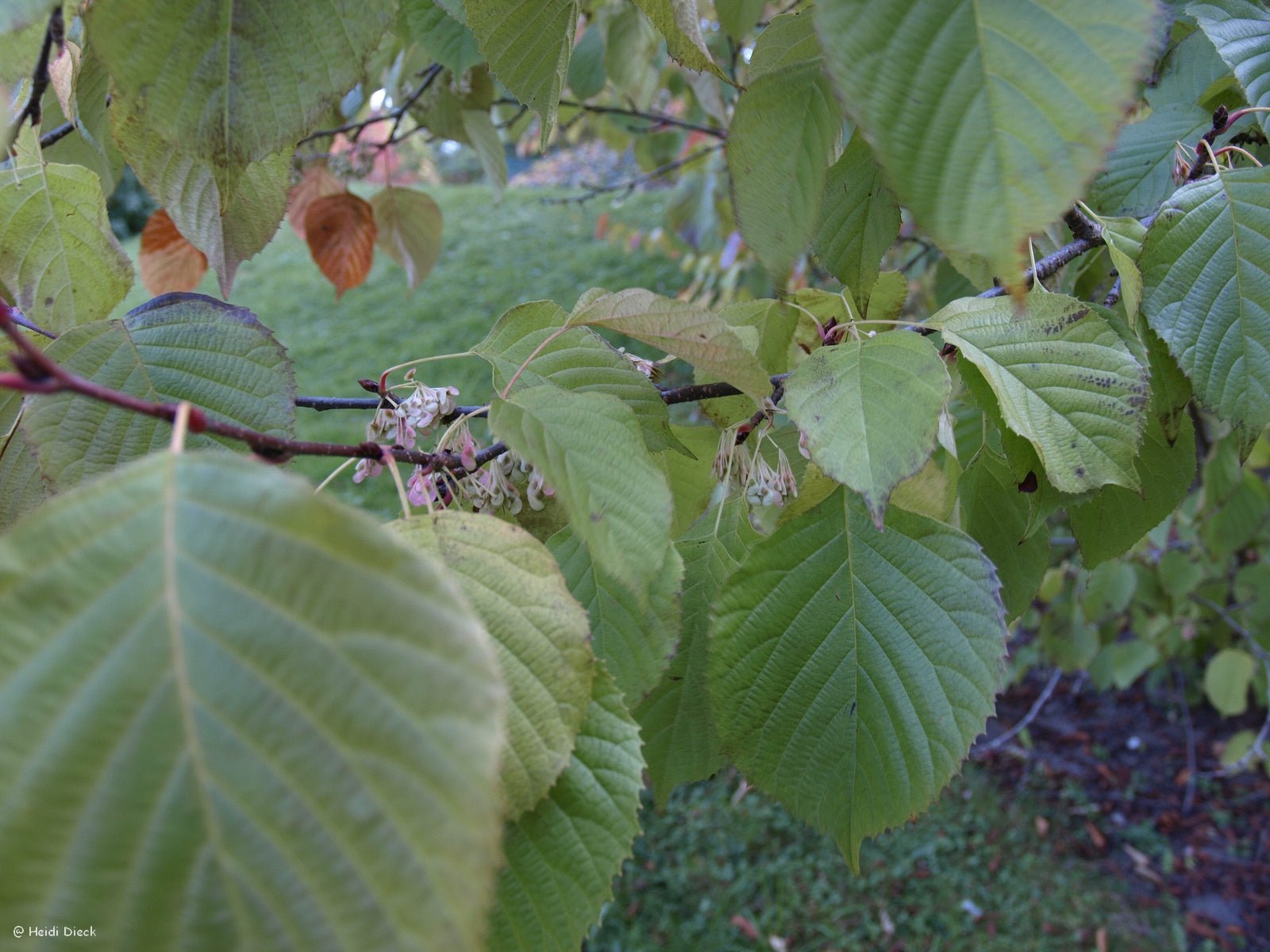 Euptelea pleiosperma - Herrenkamper Gärten - Pflanzenraritäten