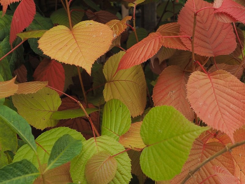 Euptelea pleiosperma - Herrenkamper Gärten - Pflanzenraritäten