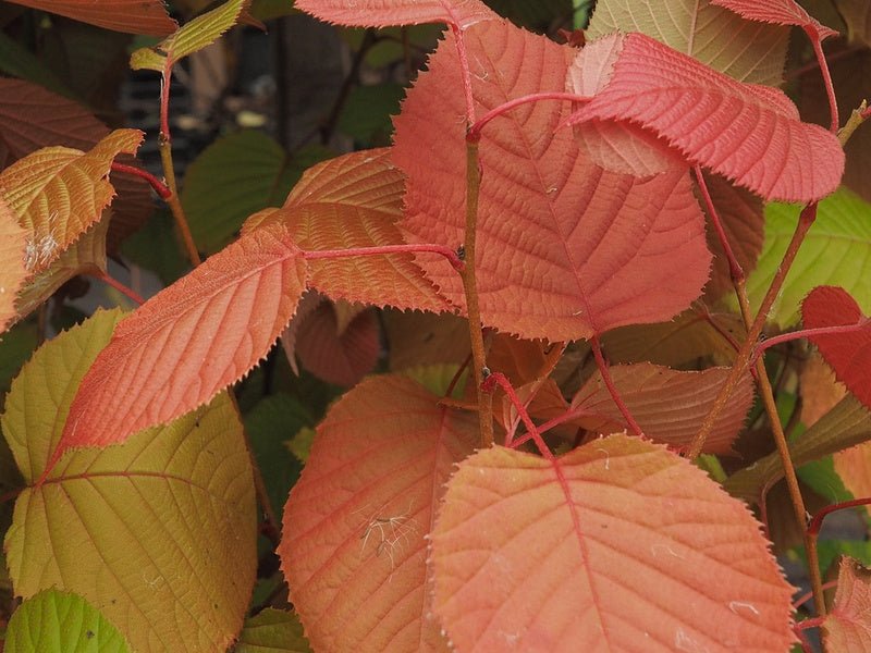 Euptelea pleiosperma - Herrenkamper Gärten - Pflanzenraritäten