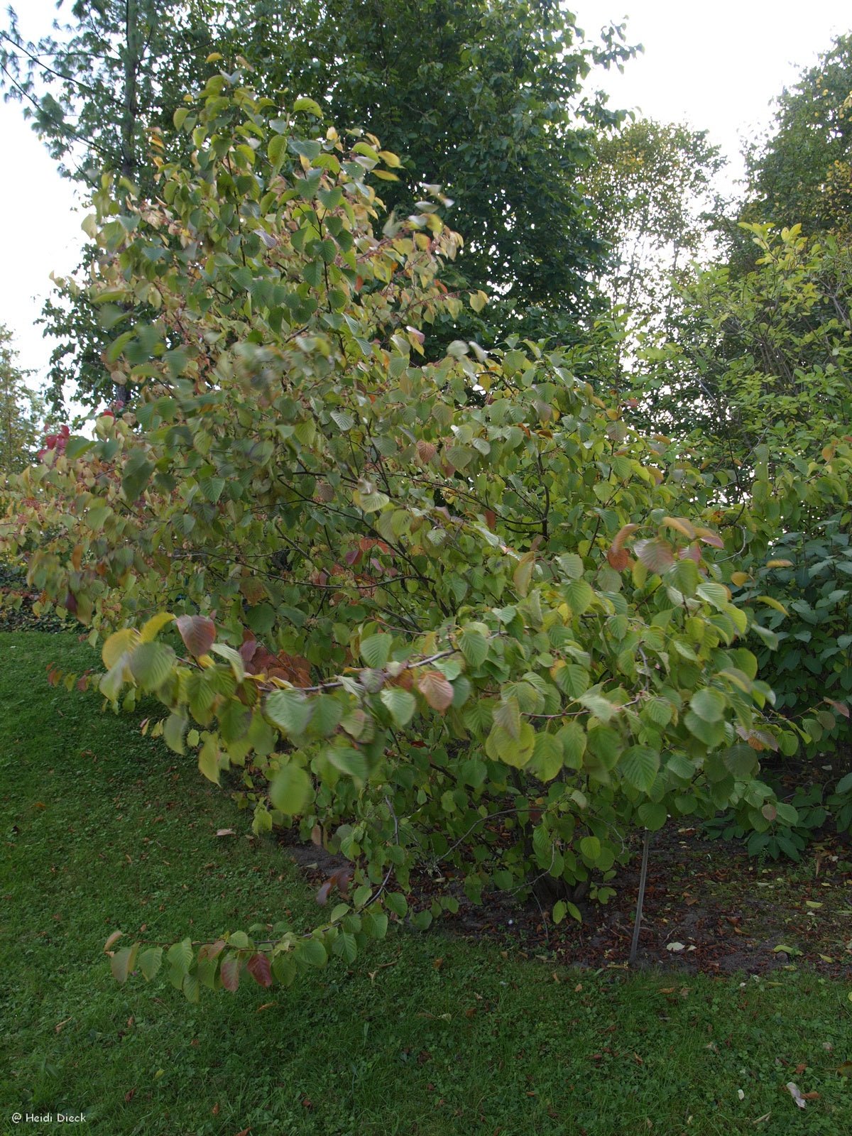 Euptelea pleiosperma - Herrenkamper Gärten - Pflanzenraritäten