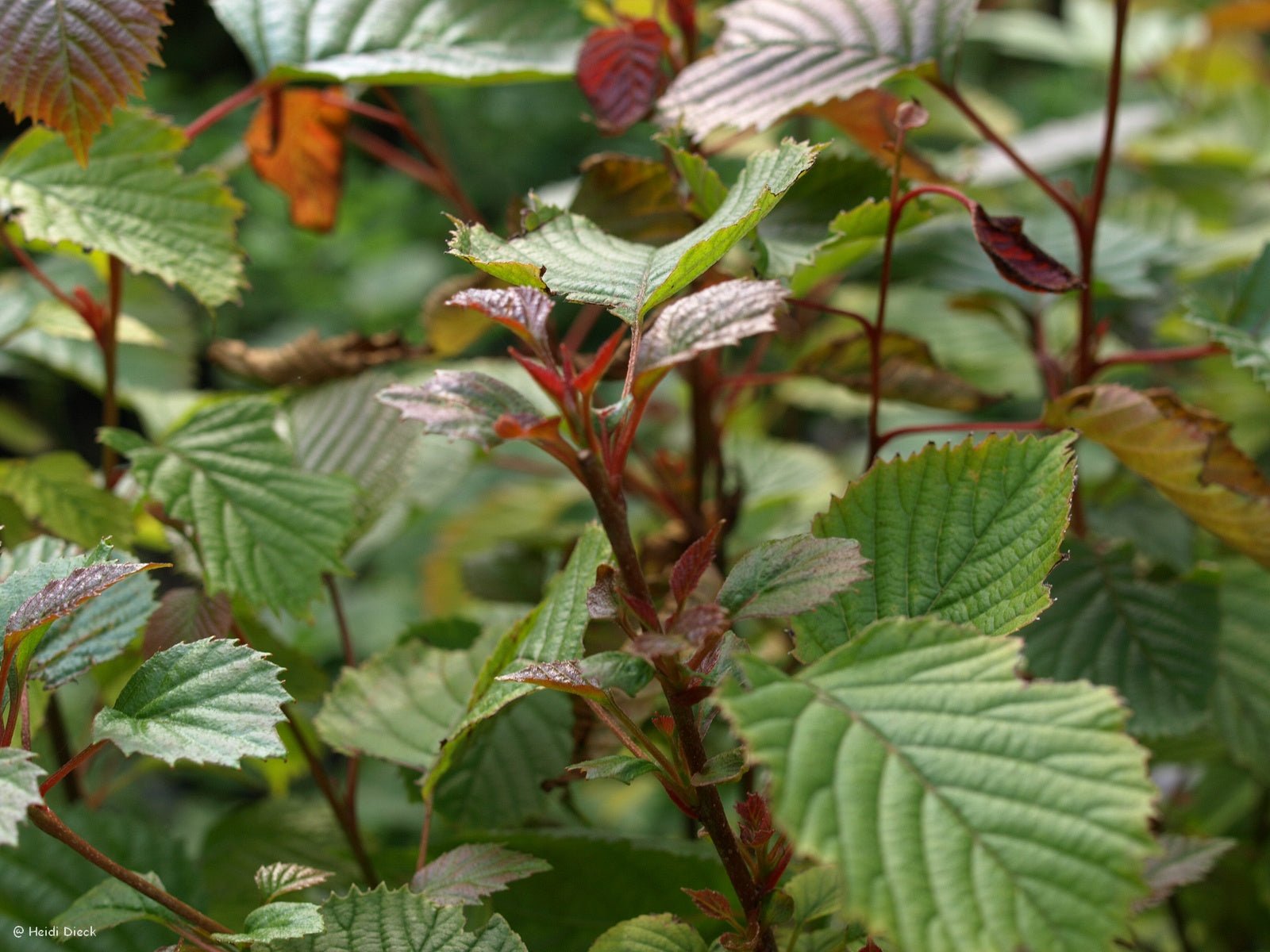 Euptelea pleiosperma - Herrenkamper Gärten - Pflanzenraritäten