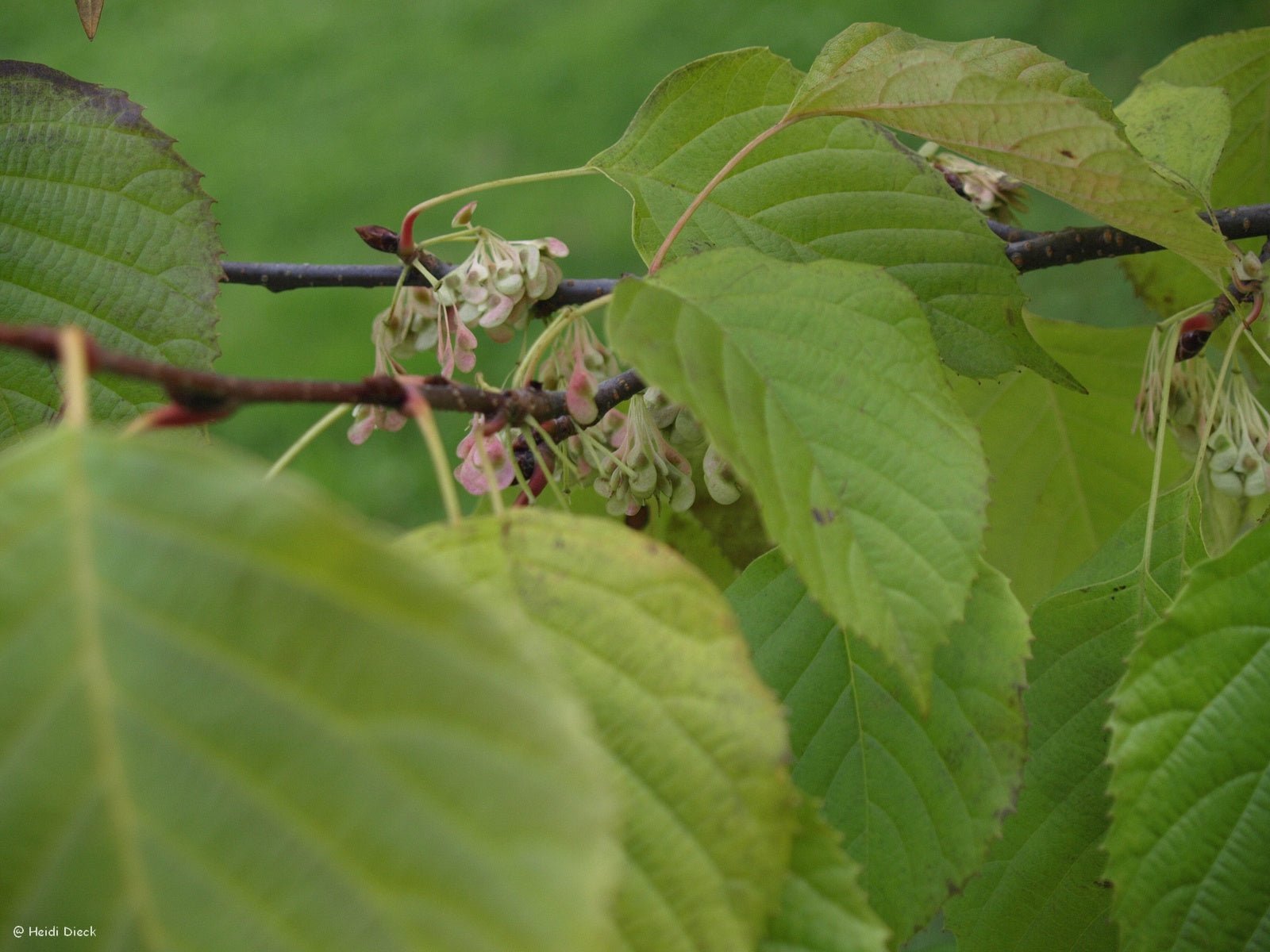 Euptelea pleiosperma - Herrenkamper Gärten - Pflanzenraritäten