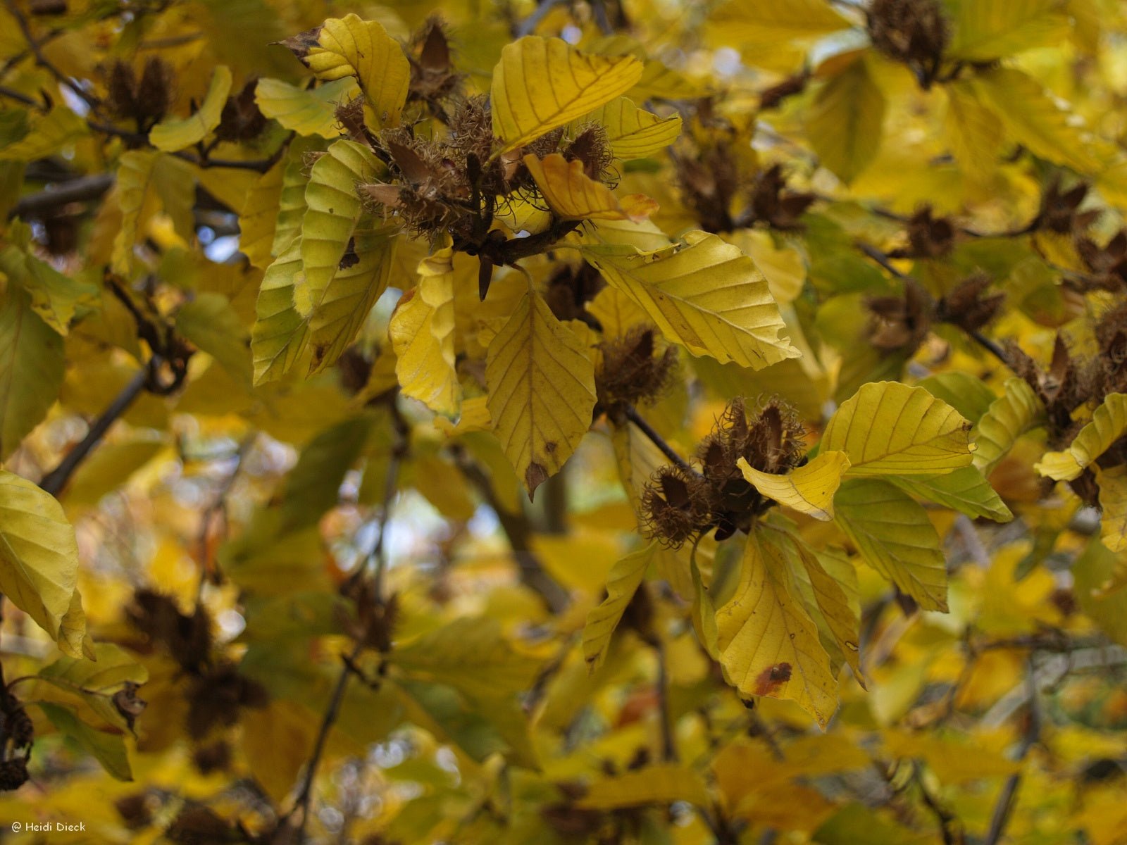 Fagus crenata - Herrenkamper Gärten - Pflanzenraritäten